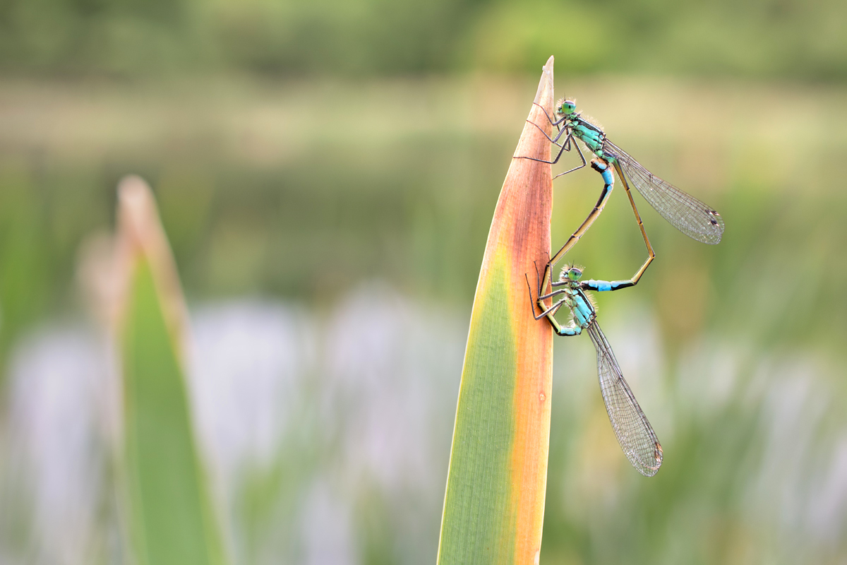 Blue-Tailed Damselflies mating 6